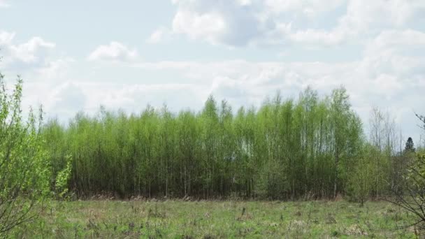 Νεαρά πράσινα δέντρα λικνίζονται στον άνεμο. — Αρχείο Βίντεο