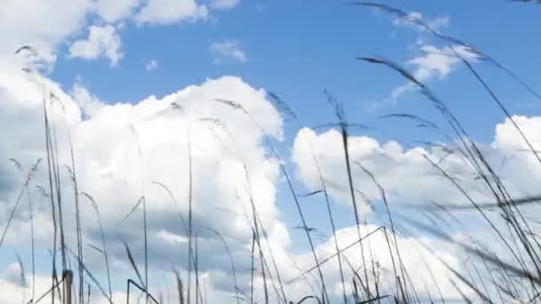 Die Kamera bewegt sich von links nach rechts entlang des seltenen Rasens. — Stockvideo