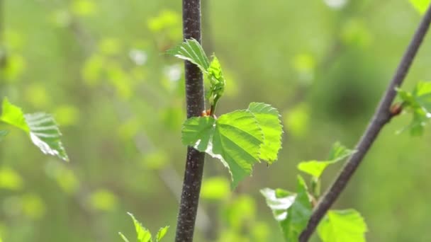 La jeune brindille est située verticalement . — Video