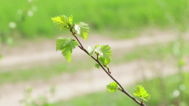 Egy zöld levelű fiatal ág átlósan helyezkedik el.. — Stock videók
