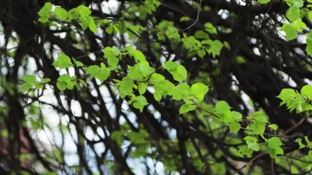 Jeunes feuilles sur fond de vieilles branches noires . — Video