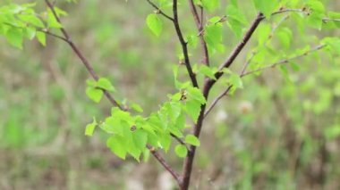 Rüzgardan sallanan yeşil yapraklı bir dal.. 