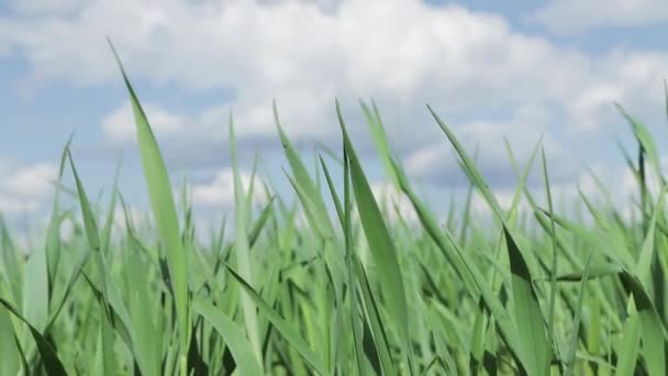 Au premier plan, l'herbe verte se détache du vent . 