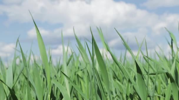 V popředí se zelená tráva houpe před větrem. — Stock video