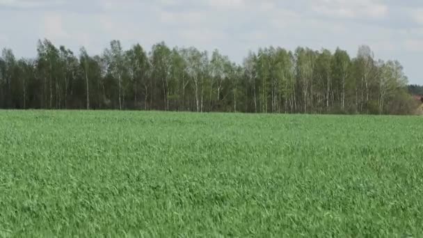 Zelené pole výhonků je nakloněné. — Stock video