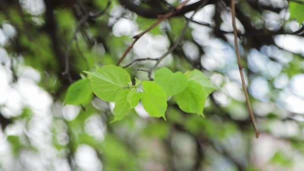 Unas hojas verdes jóvenes de cerca . — Vídeos de Stock