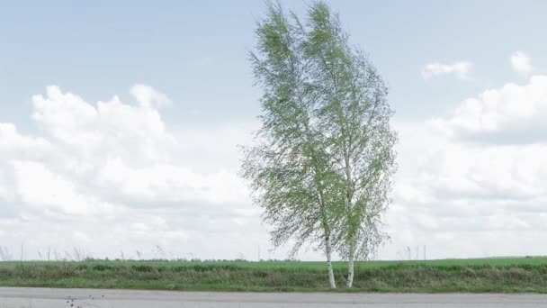 Uma árvore solitária fica em um campo na beira da estrada . — Vídeo de Stock