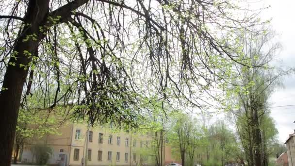 La fotocamera si muove dal basso verso l'alto e mostra un vecchio ramo d'albero con foglie giovani . — Video Stock