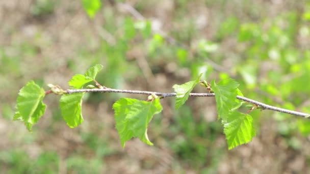 Um galho jovem com folhas verdes está localizado horizontalmente — Vídeo de Stock