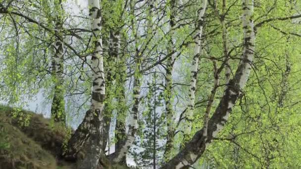 La caméra se déplace de bas en haut et montre un grand arbre . 