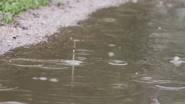 A small patch of puddle with green grass in the rain. — Stock Video