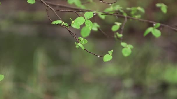 Drops of rain fall on a small branch at the top of the frame. — Stock Video