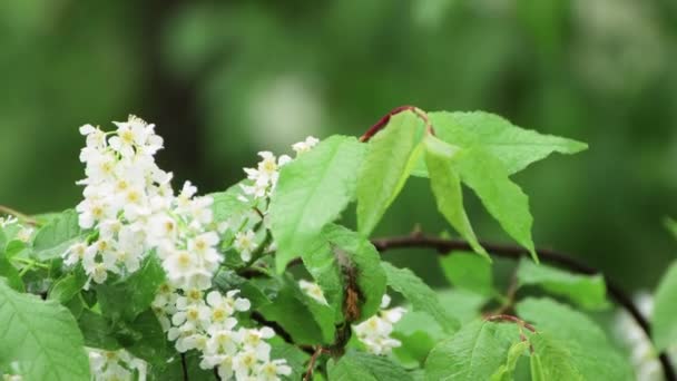 Drooping green leaves and white flowers in wet weather. — Stock Video