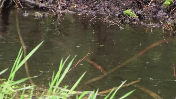 Un piccolo ruscello scorre lentamente in un burrone . — Video Stock