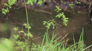 Akan suyun arka planında bir çalılığın genç dalı. 