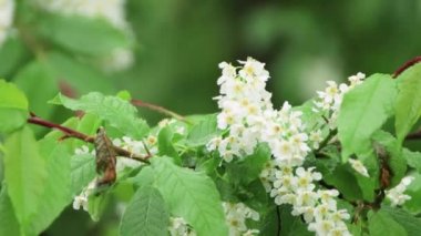 Ağaçtaki beyaz bahar çiçekleri yağmurda ıslandı..