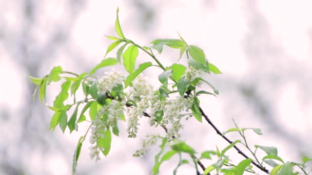 Giovane ramoscello con foglie verdi dopo la pioggia . — Video Stock
