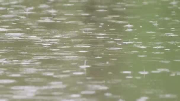 Vallende regendruppels op het wateroppervlak. — Stockvideo