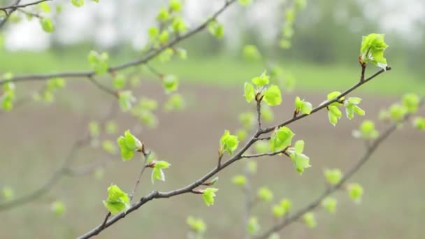 Quelques brindilles aux jeunes feuilles vertes . — Video