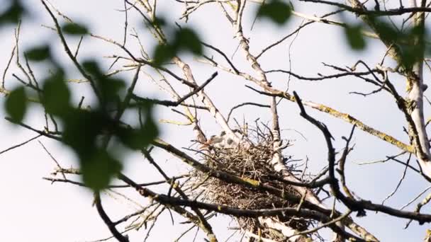 Sur fond de ciel nuageux, une cigogne s'assied dans un nid . — Video