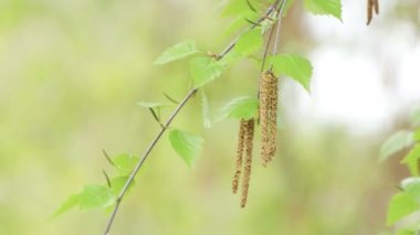 Birkaç huş ağacı tomurcuğu rüzgarı sallıyor..