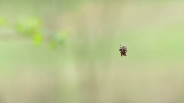 Spindeln sitter på ett nät med benen vikta och svajar i vinden. — Stockvideo