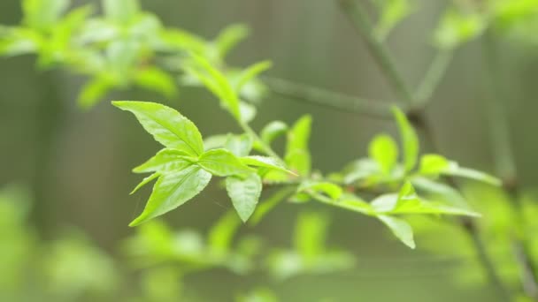 Hojas verdes jóvenes con telarañas se balancean en el viento . — Vídeo de stock
