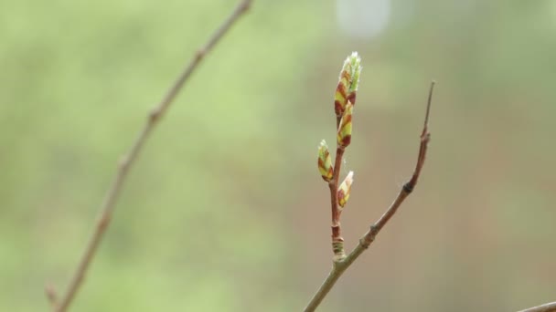 De gezwollen nier op het jonge twijgje zwaait lichtjes in de wind. — Stockvideo