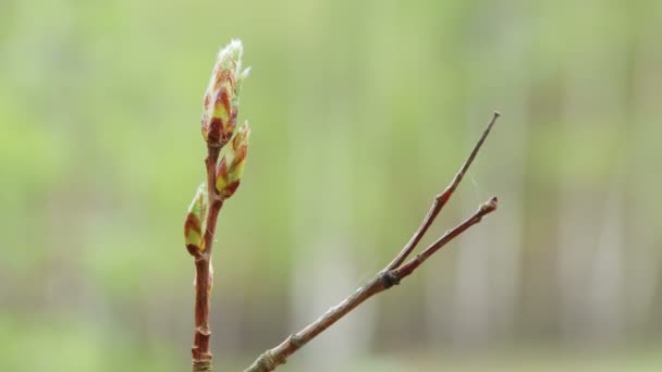 En närbild av en trädgren av en blommande njure. — Stockvideo