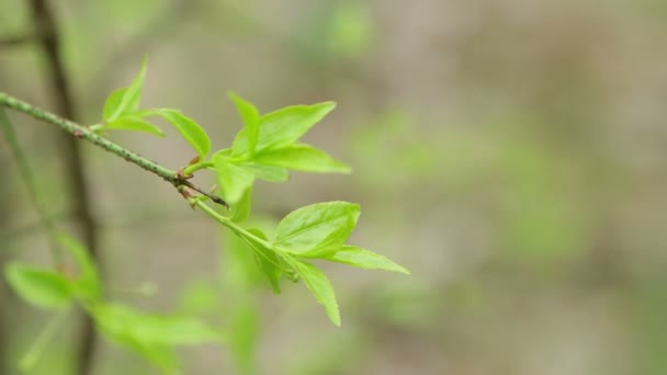 Een jonge takje met groene bladeren voorover gebogen. — Stockvideo