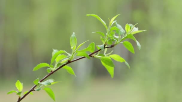 On a young twig bloomed green leaves. — Stock Video