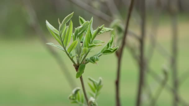 Close-up groene bladeren van een jong twijgje. — Stockvideo