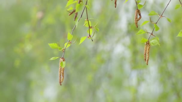 Plusieurs jeunes bourgeons sur une balançoire de bouleau . — Video