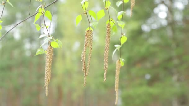 Young birch buds hang and sway in the wind. — Stock Video
