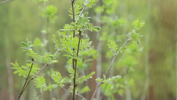 Jovens raminhos verdes no arbusto já com folhas . — Vídeo de Stock