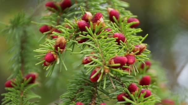Primer plano de una pequeña rama verde con conos rojos . — Vídeos de Stock