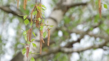 Ön planda genç yeşil bir yaprak var..