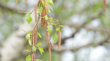 Güçlü bir rüzgarda, genç bir huş dalı sallanır.