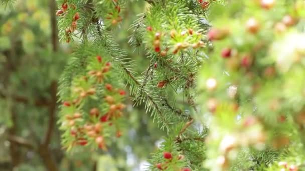 De naaldboom is naar beneden gericht en is in rassokussirvke. — Stockvideo