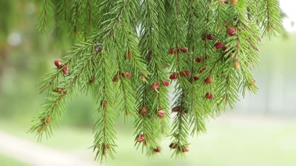 Jonge naaldbomen met rode knoppen slingeren soepel in de wind. — Stockvideo