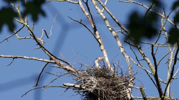 Молодой аист сидит в гнезде на вершине дерева . — стоковое видео