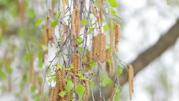 Een grote tak met knoppen en groene bladeren zwaait. — Stockvideo