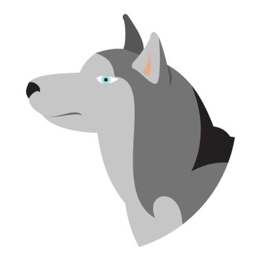 Safkan köpek baş husky Sibirya