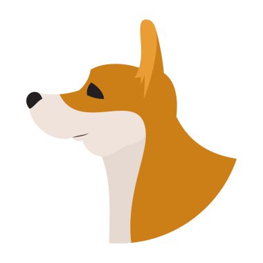 Köpek baş corgi pembroke welsh