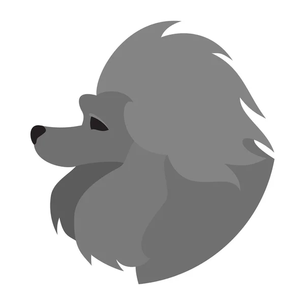 Chien généalogique tête de chien caniche — Image vectorielle