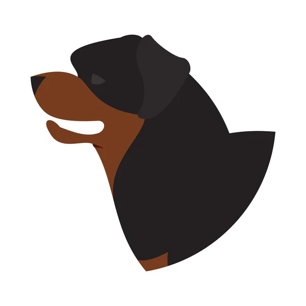 Tête de chien rottweiler — Image vectorielle