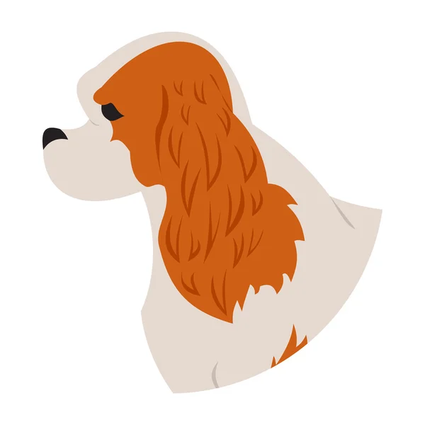 Köpek baş cavalier king charles spaniel