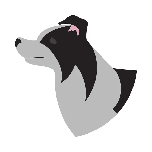 Dog head border collie — Stockový vektor