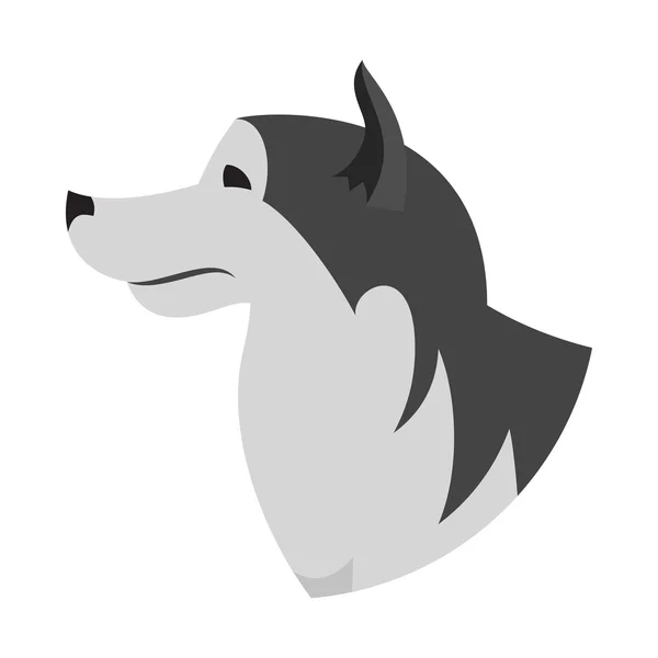 Köpek baş alaskan malamute