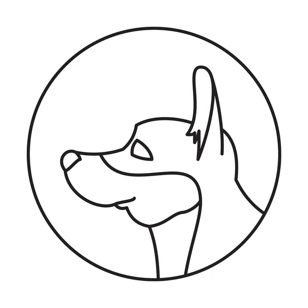 Satır corgi pembroke welsh baş köpek